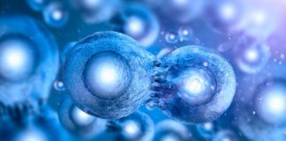 Research: Single change at telomeres controls the ability of cells to generate a complete organism —