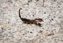 Research: Scorpion toxin that targets ‘wasabi receptor’ may help solve mystery of chronic pain —