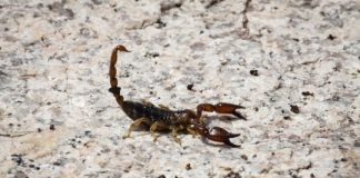 Research: Scorpion toxin that targets ‘wasabi receptor’ may help solve mystery of chronic pain —