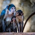 Study: CryoEM reveals structural effect of mutation that made humans, but not apes, immune to SIV — (Details)