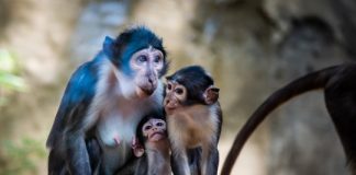 Study: CryoEM reveals structural effect of mutation that made humans, but not apes, immune to SIV — (Details)