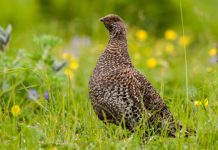 Research: Alternate ecological strategies help birds survive unpredictable conditions —