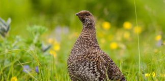 Research: Alternate ecological strategies help birds survive unpredictable conditions —