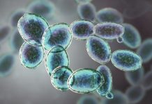 Research: How microbes generate and use their energy to grow —