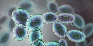 Research: How microbes generate and use their energy to grow —