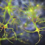 Study: Scientists discover that astrocytes, long considered sideline players in the brain, are required to establish long-lasting memories in mice — (Details)
