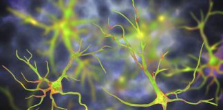 Study: Scientists discover that astrocytes, long considered sideline players in the brain, are required to establish long-lasting memories in mice — (Details)