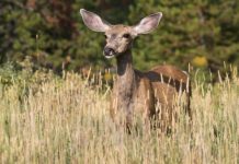 Research: Migrating mule deer don’t need directions, study finds —