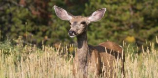 Research: Migrating mule deer don’t need directions, study finds —