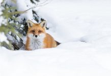 Research: This protein is how creatures sense cold —