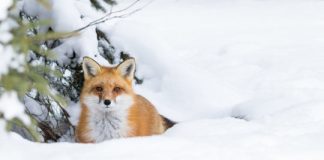 Research: This protein is how creatures sense cold —