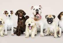 Research: Findings suggest that selective breeding has altered brain anatomy in dogs —