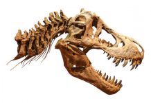 Research: T. Rex had an air conditioner in its head, study suggests —