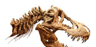 Research: T. Rex had an air conditioner in its head, study suggests —