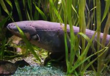 Research: Electric eel produces highest voltage discharge of any known animal —
