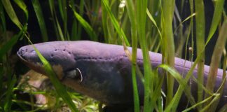 Research: Electric eel produces highest voltage discharge of any known animal —