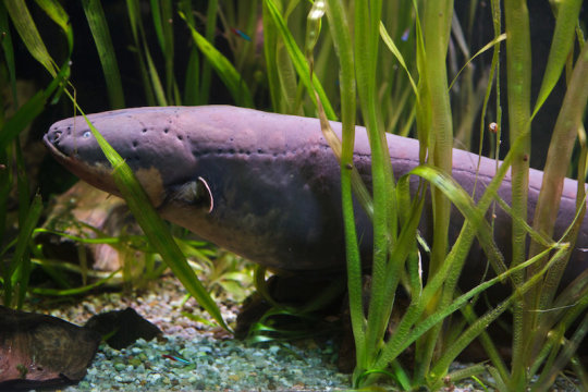 Research: Electric eel produces highest voltage discharge of any known