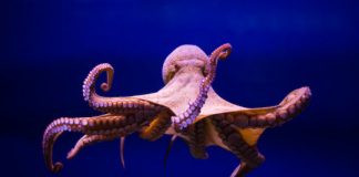 Research: ‘Soft tactile logic’ tech distributes decision-making throughout stretchable material —