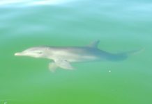 Research: 13 years of antibiotic resistance trends in bottlenose dolphins —