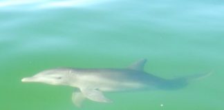 Research: 13 years of antibiotic resistance trends in bottlenose dolphins —