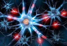 Research: By exploiting a feature of the immune system, researchers open the door for stem cell transplants to repair the brain —