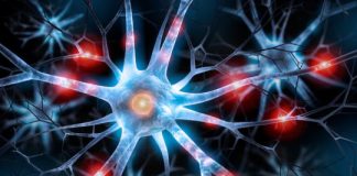 Research: By exploiting a feature of the immune system, researchers open the door for stem cell transplants to repair the brain —