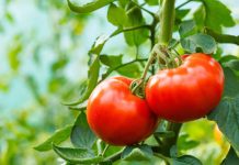 Research: Harnessing tomato jumping genes could help speed-breed drought-resistant crops —