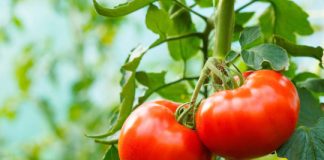 Research: Harnessing tomato jumping genes could help speed-breed drought-resistant crops —