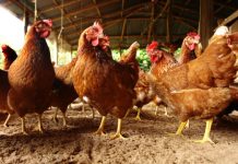 Research: Antimicrobial resistance is drastically rising —