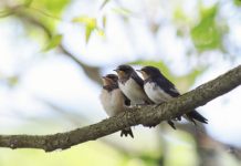 Research: US and Canada have lost more than 1 in 4 birds in the past 50 years —