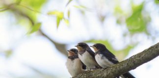 Research: US and Canada have lost more than 1 in 4 birds in the past 50 years —