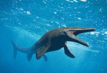 Research: Did mosasaurs do the breast stroke? —