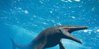 Research: Did mosasaurs do the breast stroke? —