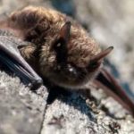 Report: Bat found in Saanich school yard tests positive for rabies Report: Bat found in Saanich school yard tests positive for rabies