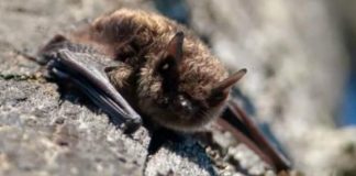 Report: Bat found in Saanich school yard tests positive for rabies Report: Bat found in Saanich school yard tests positive for rabies