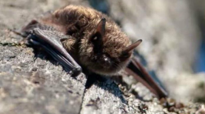 Report: Bat found in Saanich school yard tests positive for rabies