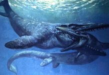 Research: 66 million-year-old Mosasaurs Could Swim Like No Other Research: 66 million-year-old Mosasaurs Could Swim Like No Other