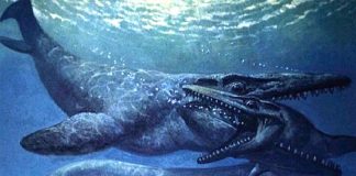 Research: 66 million-year-old Mosasaurs Could Swim Like No Other Research: 66 million-year-old Mosasaurs Could Swim Like No Other