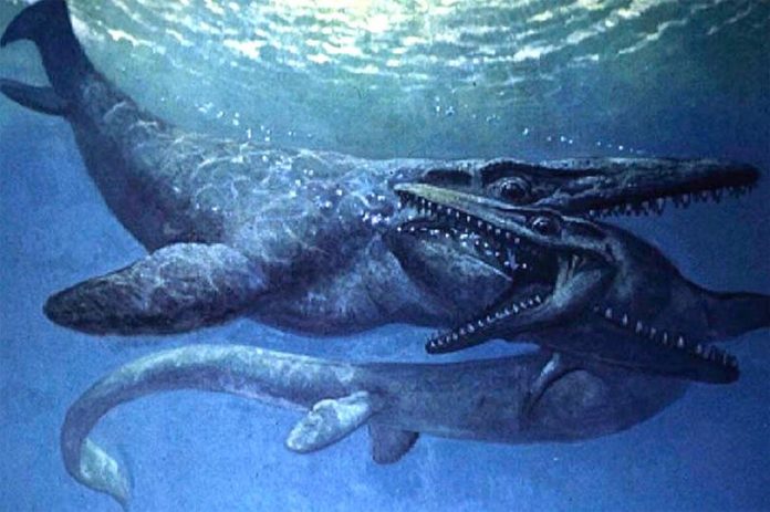 Research: 66 million-year-old Mosasaurs Could Swim Like No Other