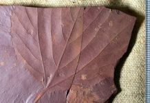 Research: Labrador fossils hint at warmer weather in region’s past Research: Labrador fossils hint at warmer weather in region's past