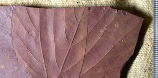 Research: Labrador fossils hint at warmer weather in region’s past Research: Labrador fossils hint at warmer weather in region's past