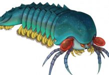 Researchers Found Fossils Of Spider Ancestors & They Are Terrifying Researchers Found Fossils Of Spider Ancestors & They Are Terrifying