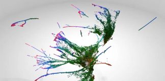 Study: How embryo develops at molecular level decoded Study: How embryo develops at molecular level decoded