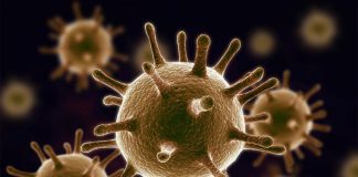 Study: Immunity boost from ancient DNA Study: Immunity boost from ancient DNA
