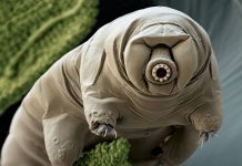 Tardigrades: ‘Water bears’ stuck on the moon after crash (Reports) Tardigrades: 'Water bears' stuck on the moon after crash (Reports)