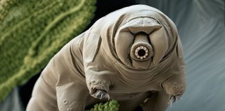Tardigrades: ‘Water bears’ stuck on the moon after crash (Reports) Tardigrades: 'Water bears' stuck on the moon after crash (Reports)