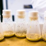 Study: Fruit flies live longer with combination drug treatment — (Details)