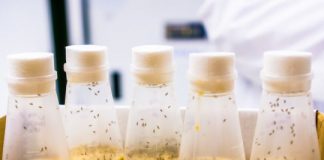 Study: Fruit flies live longer with combination drug treatment — (Details)