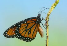Research: Scientists recreate in flies the mutations that let monarch butterfly eat toxic milkweed with impunity —