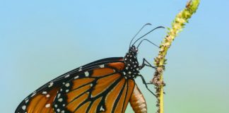 Research: Scientists recreate in flies the mutations that let monarch butterfly eat toxic milkweed with impunity —